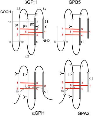 Unconventional Actions of Glycoprotein Hormone Subunits: A Comprehensive Review